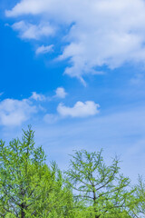 新緑の木と雲