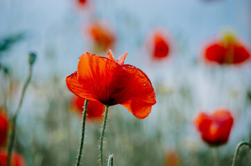 Obraz premium Moody selective focus close up of isolated elegant red poppy flower growing in a field of wild red poppies bokeh background against pastel blue sky
