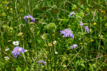 Sommerwiese . Summer meadow . Acker-Witwenblume . Field scabious  