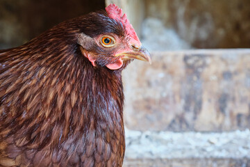 Red hen on eggs in a chicken coop