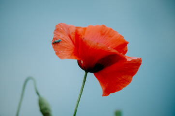 Close up of red poppy with an insect crawling on the petals, with moody sky on the background