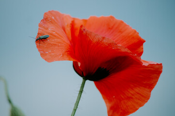 Close up of red poppy with an insect crawling on the petals, with moody sky on the background