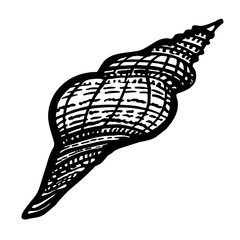 Curled marine seashell of freehand black ink line isolated on white. Amazing inhabitant of the seabed, cockleshell for logo, icons, postcards. Stock vector illustration. 