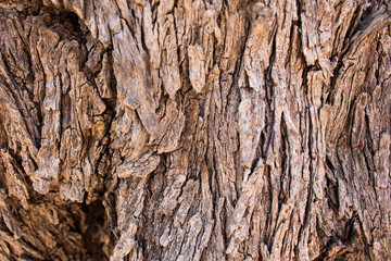 Close up view of very old olive tree's trunk captured in Turkey.