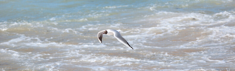 Mouette rieuse