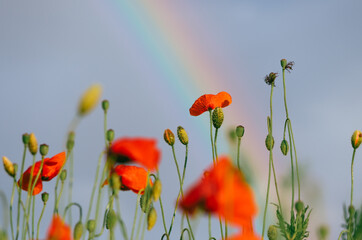 Obraz premium Bright close up of red poppy flower lit by golden evening light, during summer rain, with rain drops on petals, and partial rainbow and blue sky in the background