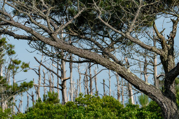 An old, tall evergreen pine tree, its bark hardened by the salty ocean winds blowing in from the nearby coast, branches brittle, stands firm in the middle of a dying forest