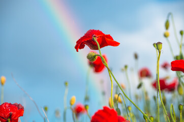 Obraz premium Close up of red poppy flower in a field lit by golden evening light, during summer rain, with rain drops on petals, and partial rainbow and blue sky in the background