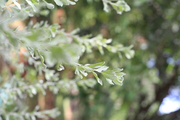  green leave in the forest, beautiful 