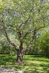 Fototapeta na wymiar Bird cherry tree or Latin Prunus maackii also Padus maackii with white flowers and green leaves blooms in sunny spring day in the park. Vertical