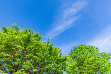 新緑の木と雲