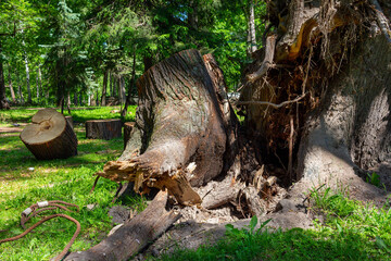 The root and trunk of a large poplar in a city summer park after a stormy wind