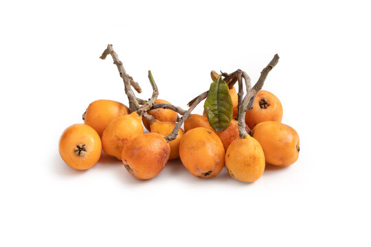 Medlar Fruit with Branch and Leaf, Isolated on White Background – Bunch of Japanese Loquat, Orange Fruit Medlars, Exotic, Juicy Sweet Plums, Fresh Harvest Group – Close-Up Macro, High Resolution