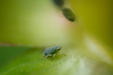 Aphids on a small berry of a plant.A small yellow fruit attacked by sap sucking aphids. Close up shot.  Italy. 