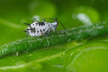 Gray aphid on a leaf of a plant.Aphids are plant parasites, they suck the sap through a sting that...