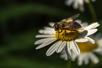 In the summer light 