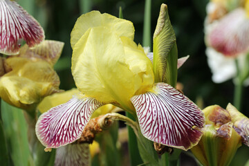 Yellow and crimson bearded iris flower