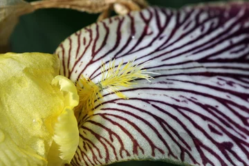 Foto op Plexiglas anti-reflex Yellow and crimson bearded iris flower close up © JohnatAPW