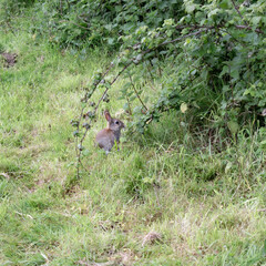 A grey bunny rabbit on a meadow in its natural habitat