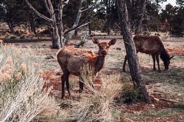 Naklejka na ściany i meble Deer In Central Arizona
