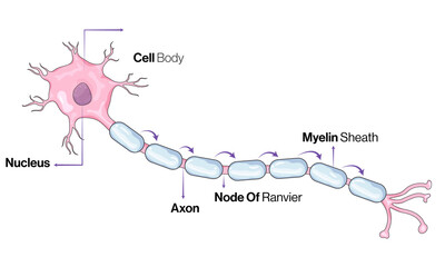 Illustration of Human Neuron cell or nerve cell detailed Structure 