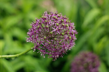 Decorative bow (Allium). A spider sits on a flower. Selective focus. Vertical orientation.