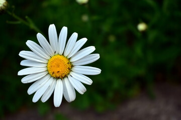 Fototapeta premium chamomile with small insects in the garden
