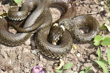 Kopf einer Ringelnatter