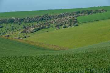 Rolling hills and farmland photographed against a clear blue sky in the South Downs National Park near Ditchling Beacon in East Sussex UK.