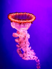 jellyfish in aquarium