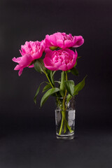 Bouquet of pink peonies in a glass vase on a black background. Floral card design