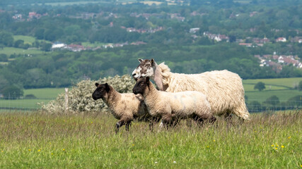 Obraz premium Sheep and lambs grazing on farmland in the South Downs National Park near Ditchling Beacon in East Sussex UK.