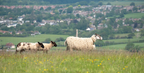 Obraz premium Sheep and lambs grazing on farmland in the South Downs National Park near Ditchling Beacon in East Sussex UK.