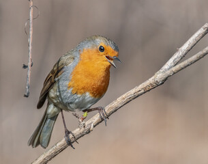 Singendes Rotkehlchen