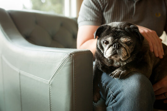 Elderly Pug sits on owner's lap looking at viewer
