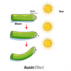 Plant hormone auxin effect, phototropism illustration. 