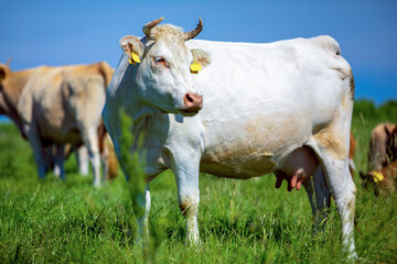 Portrait of a white cow on a meadow