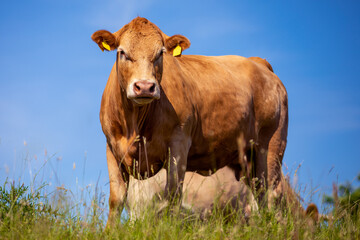 Portrait of a brown cow on a meadow