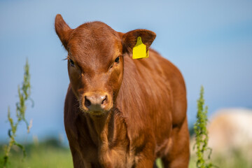 Portrait of a brown calf cow on a meadow