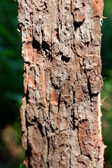Obraz premium Baumrinde