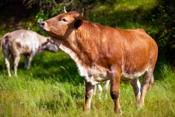 Naklejka na ściany i meble Portrait of a brown cow on a meadow