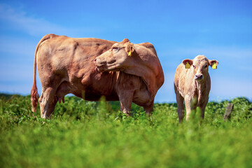 A calf and a cow stands on a meadow