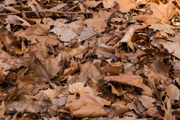 Dry brown autumn leaves for natural autumn background