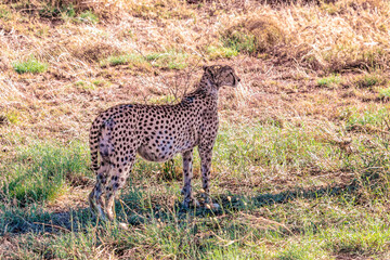 Tanzania, Serengeti park - Cheetah.