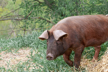 piglet with dark brown hair and curled pig tail in a cage eating grass on a pig pork farm