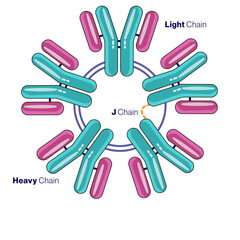 IgM antibody Structure illustration in White background.