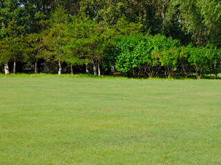 Fototapeta na wymiar Photo of A meadow in the park