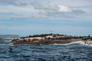 Many wild seals sunbathing on a rock in the sea
