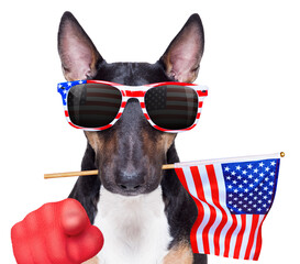  independence day, usa, july, 4th, flag, independence, bull terrier, america, american, animal,...
