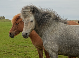 Icelandic horses with long hair. Icelandic horse is a breed of horse developed in Iceland only.